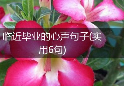 临近毕业的心声句子(实用6句)