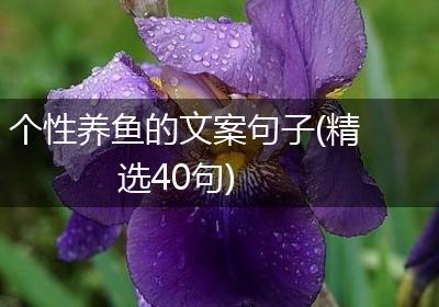 个性养鱼的文案句子(精选40句)