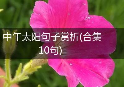 中午太阳句子赏析(合集10句)