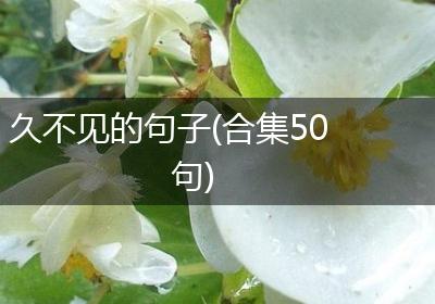 久不见的句子(合集50句)