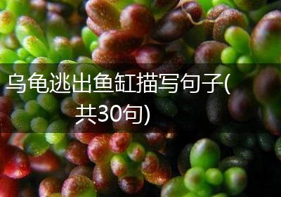 乌龟逃出鱼缸描写句子(共30句)