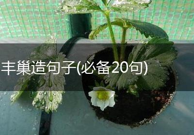 丰巢造句子(必备20句)
