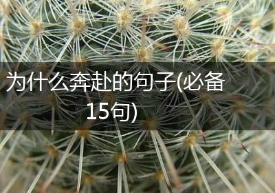 为什么奔赴的句子(必备15句)