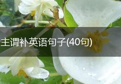 主谓补英语句子(40句)