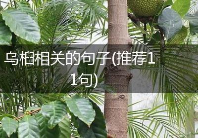 乌桕相关的句子(推荐11句)
