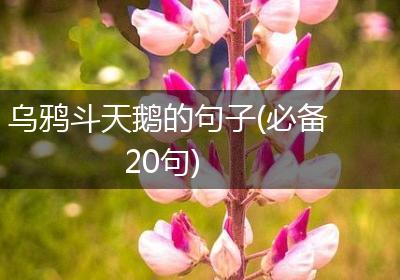 乌鸦斗天鹅的句子(必备20句)
