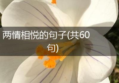 两情相悦的句子(共60句)