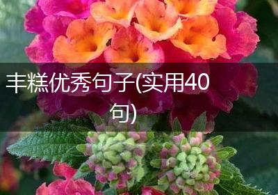 丰糕优秀句子(实用40句)