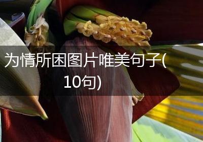为情所困图片唯美句子(10句)