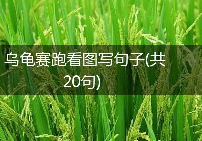 乌龟赛跑看图写句子(共20句)