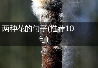 两种花的句子(推荐10句)