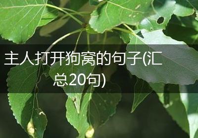 主人打开狗窝的句子(汇总20句)