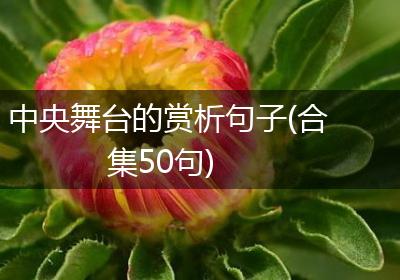 中央舞台的赏析句子(合集50句)