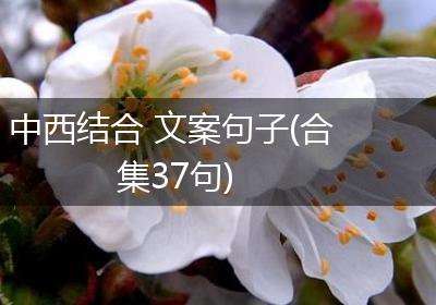 中西结合 文案句子(合集37句)