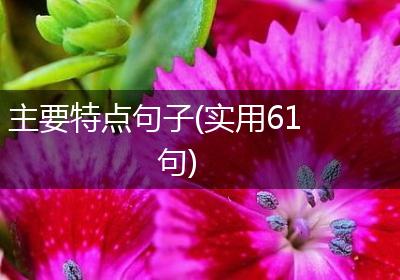 主要特点句子(实用61句)