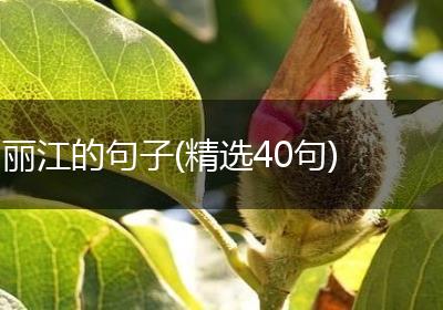 丽江的句子(精选40句)