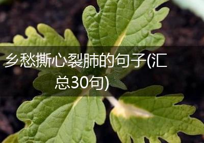 乡愁撕心裂肺的句子(汇总30句)