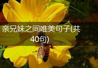 亲兄妹之间唯美句子(共40句)