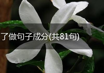 了做句子成分(共81句)