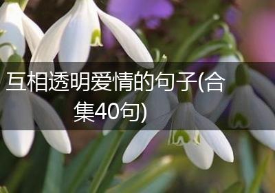 互相透明爱情的句子(合集40句)