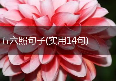 五六照句子(实用14句)