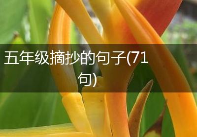五年级摘抄的句子(71句)