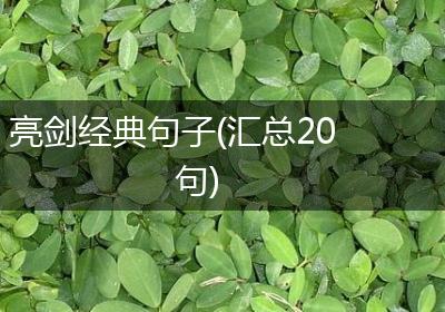 亮剑经典句子(汇总20句)