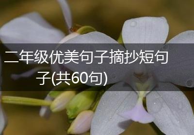 二年级优美句子摘抄短句子(共60句)