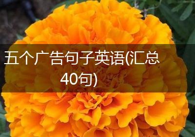 五个广告句子英语(汇总40句)