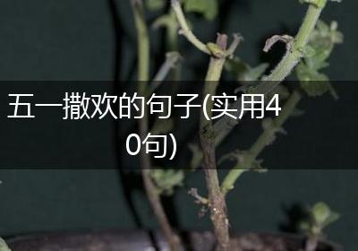 五一撒欢的句子(实用40句)