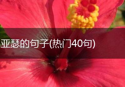 亚瑟的句子(热门40句)