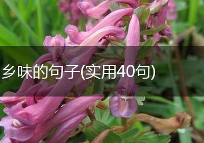 乡味的句子(实用40句)