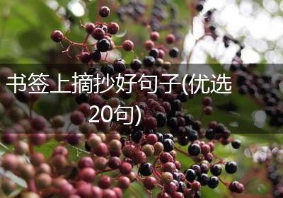 书签上摘抄好句子(优选20句)