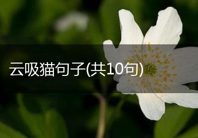 云吸猫句子(共10句)