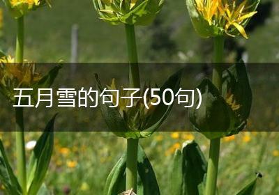五月雪的句子(50句)