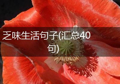 乏味生活句子(汇总40句)