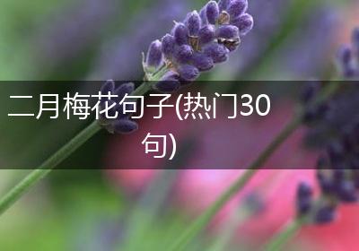 二月梅花句子(热门30句)