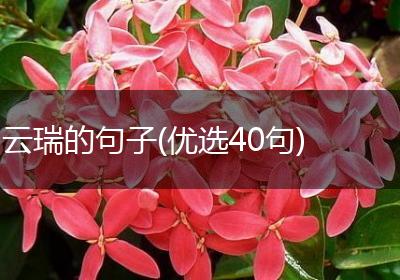 云瑞的句子(优选40句)
