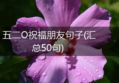 五二O祝福朋友句子(汇总50句)