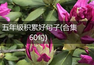 五年级积累好句子(合集60句)
