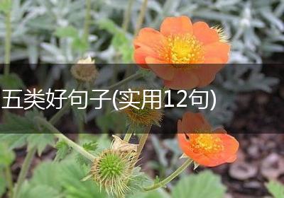 五类好句子(实用12句)