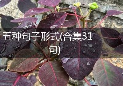 五种句子形式(合集31句)