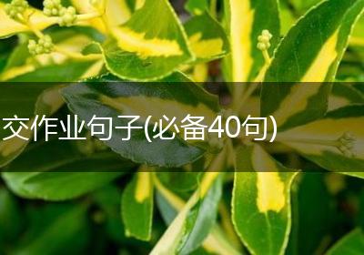 交作业句子(必备40句)
