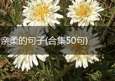 亲柔的句子(合集50句)