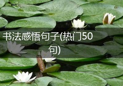书法感悟句子(热门50句)