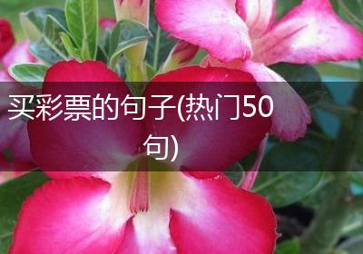 买彩票的句子(热门50句)