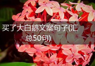 买了大白鹅文案句子(汇总50句)