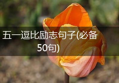 五一逗比励志句子(必备50句)