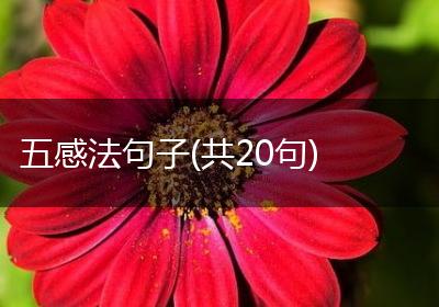 五感法句子(共20句)
