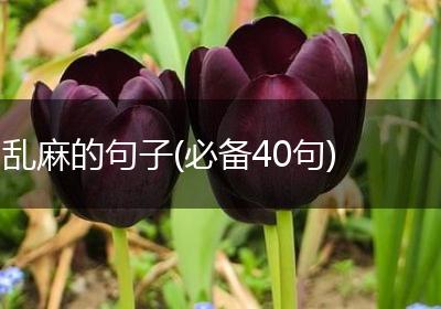 乱麻的句子(必备40句)
